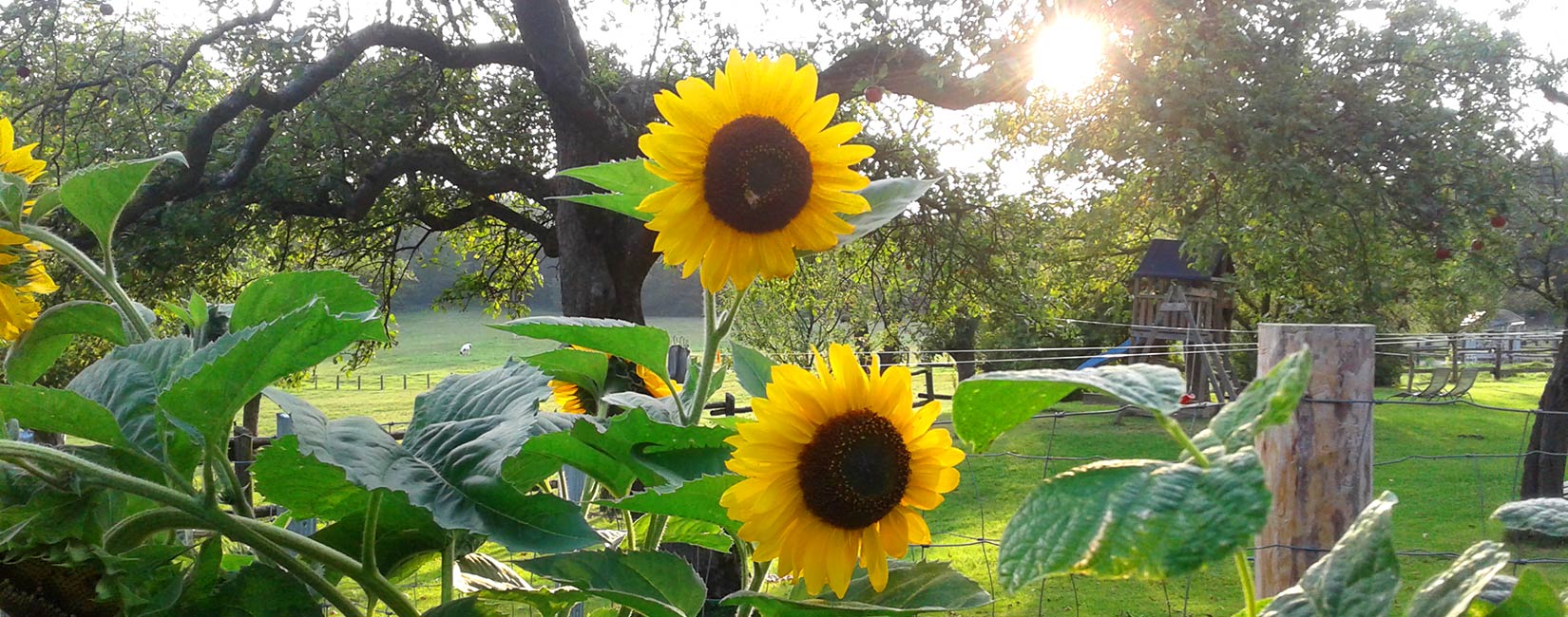 2_wolfhof-sonnenblume
