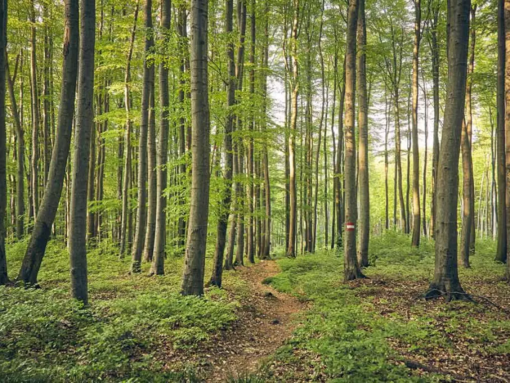 Tulbingerkogel_(c)Wienerwald Tourismus_Andreas Hofer